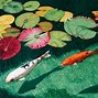 Ikan Koi Jepang Harga